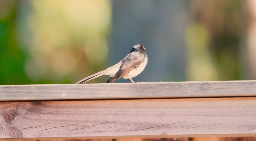 National Bird Week