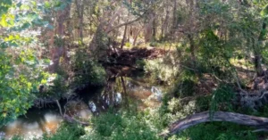 Cabbage Tree Creek